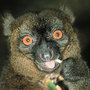 Greater-bamboo-lemur_large