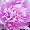 5d5080337a3bb47f694d5f6237d1b8966f9c866c_thumb