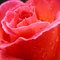 D6f2723a350b65444962f65236617abc47ed5944_thumb