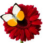 26437d913456af620a421ccc5bf36da482701854_large