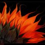 Orange_sunflower_large
