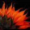 Orange_sunflower_thumb