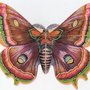 1bestbutterfly004_large