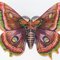 1bestbutterfly004_thumb