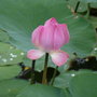 P1000918_large