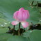P1000918_thumb