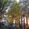 Tree_profile_thumb