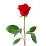Rose90_large