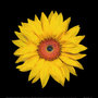 6e1bde8b5a7aa11783ac4f9db6ab906bfe142d28_large