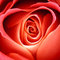 B04e4e32bd4455112291016cdb86aeb44b94a3f7_thumb