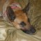 Ginger-2008_thumb