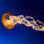 Jellyfish_large