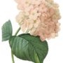 Hydrangea_copy_large
