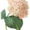 Hydrangea_copy_thumb