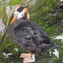 Puffin_large