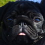 Alfie_12_large