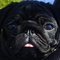 Alfie_12_thumb