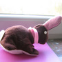 Praline1_large