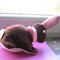 Praline1_thumb