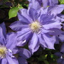 Amstein_043_large
