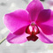 Orchid_thumb