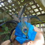 Fascinator_1_large