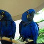 Carlos_034_large