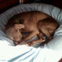 Img00337-20110308-1448_large