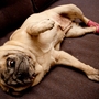Pearl_reclining_large