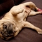 Pearl_reclining_thumb