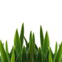 Grass_close-up_large