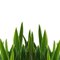 Grass_close-up_thumb