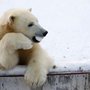 Bored_polar_bear_large