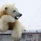 Bored_polar_bear_thumb