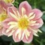 Images_large