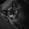 Lulubelle_by_sean_thumb