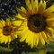 Img_3717_thumb