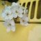 Vwflowers_thumb