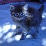 Blue_kitten_large