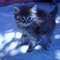 Blue_kitten_thumb