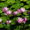 Water_lilies_thumb