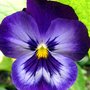 Big-blue-pansy-flower_large