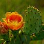 Cactus_large