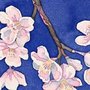 Cherry_blossoms_184x184_1__large