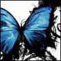 Butterfly_large