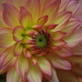 Dsc_0145_large
