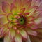 Dsc_0145_thumb