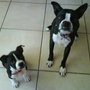 Dogs_1__large