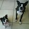 Dogs_1__thumb