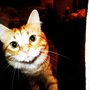Leon_large